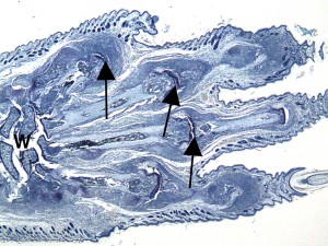 Grp10-An6-Forepaw1-16x-300x225_blue-with-arrows