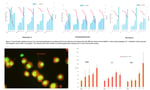 Inotiv Resource Content Thumbnails_0021_Human Melanoma Cell line (A375)_ As a Potential _i_In Vitro__i_ Micronucleus Ass