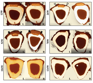 Micro CT cross sections of sheep tibias