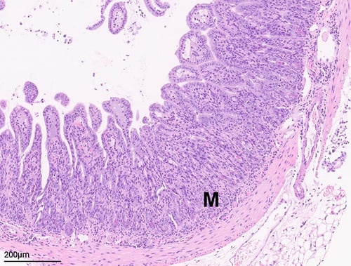 Anti-CDS-Induced Small Intestinal Inflammation Model Validation Data 3