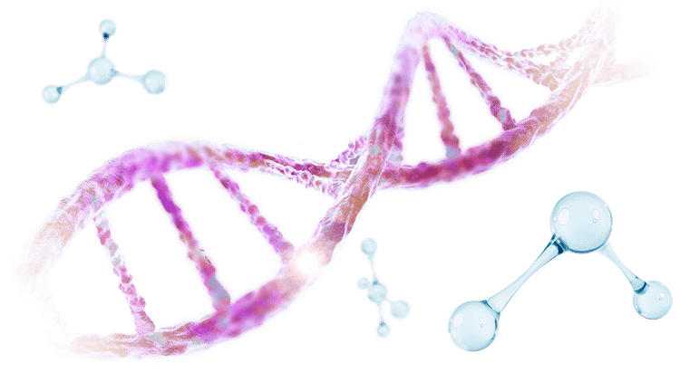 DNA-Molecule