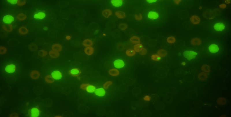 In Vivo Micronucleus Test
