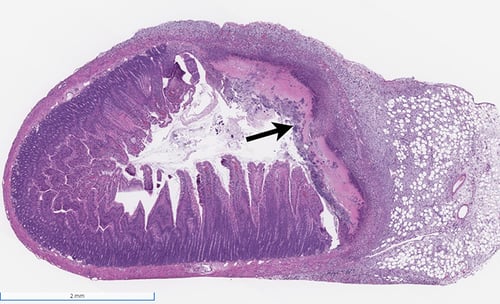 Indomethacin-Induced Crohn's Model Validation Data 2