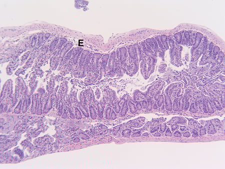 Poly I:C-Induced Small Intestinal Inflammation Model Validation Data 3