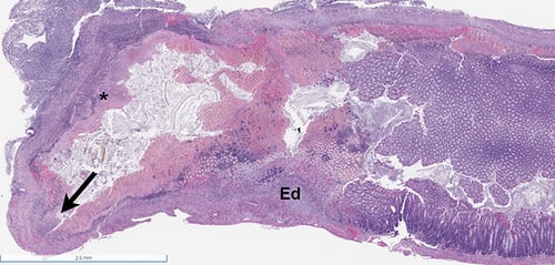 TNBS Induced Colitis Model Validation Data
