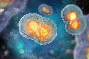 Two-cell-embryo-mitosis-under-microscope-3D-illustration