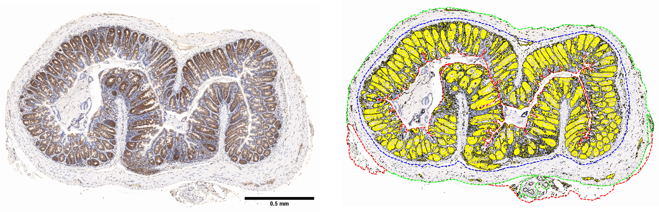 discovery-pathology-11