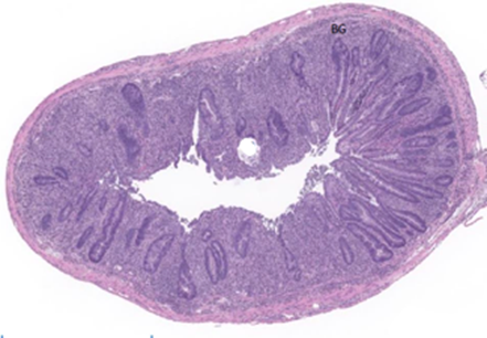 discovery-pathology-17