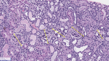 discovery-pathology-4