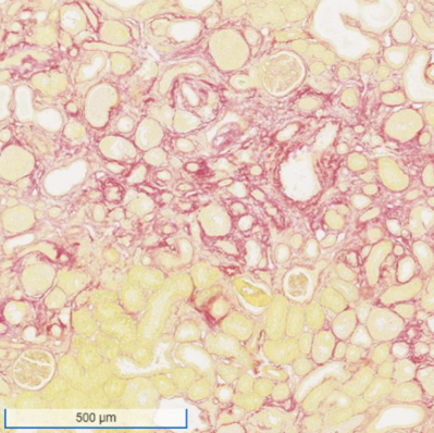 discovery-pathology-6