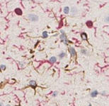 discovery-pathology-8