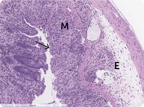 DSS INDUCED COLITIS MODEL Validation Data 2
