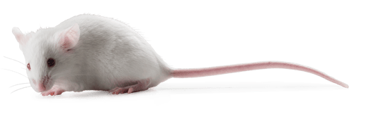Albinism Mouse C57BL/6 albino mice: C57BL/6BrdCrHsd-Tyrc mutant mice