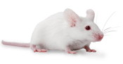 BALB/c Mice