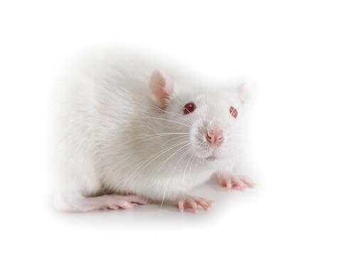 Rag2 knockout rats Sprague Dawley: HsdSage:SD-Rag2em1sage GEM rats