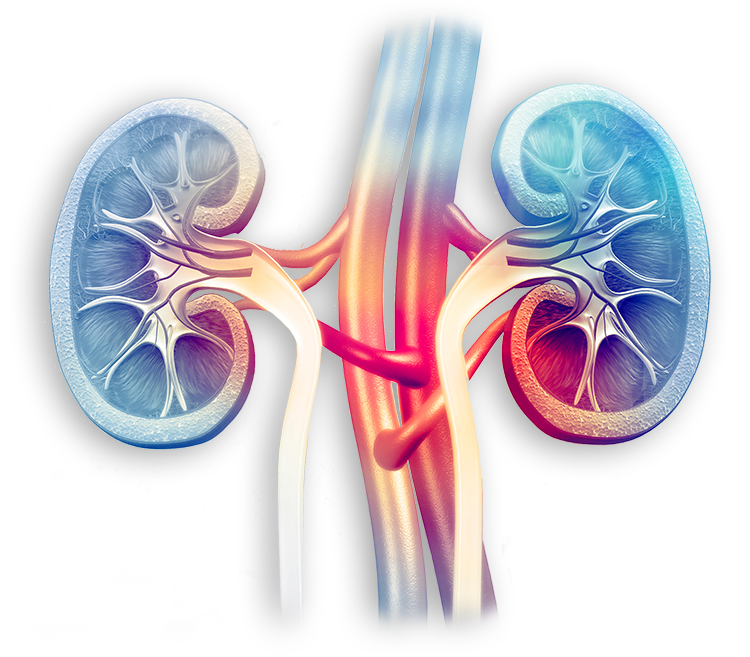 Renal Disease Models