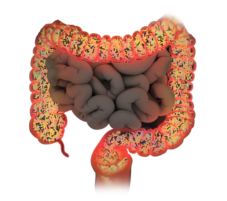 Gastrointestinal Liver Disease