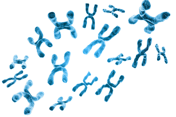Genetic Toxicology Battery of Assays