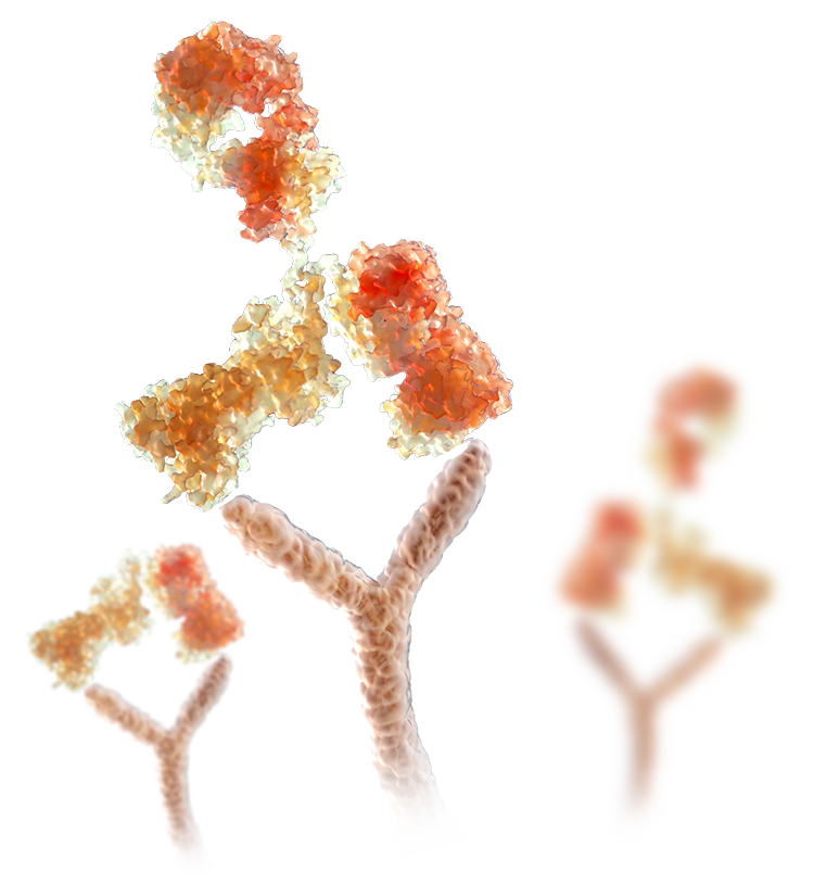 Human antibody binding to human cell receptors 3D illustration