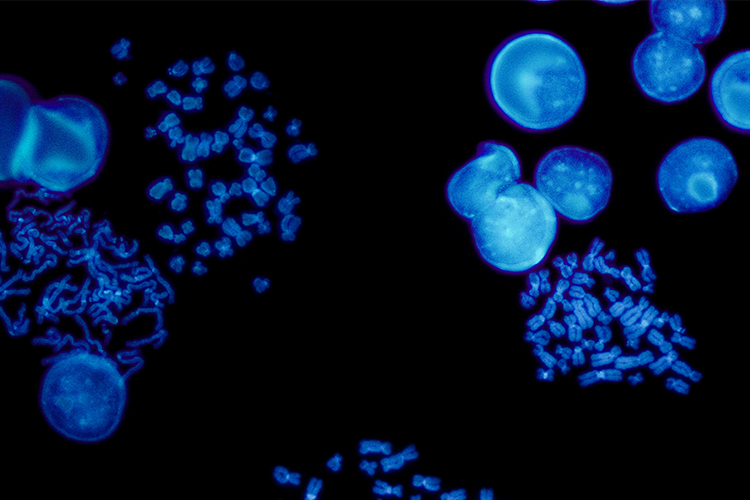 Follow-Up Genetic Toxicology Assays