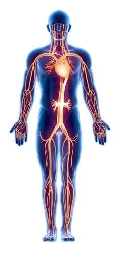 Inflammatory Bowel Disease