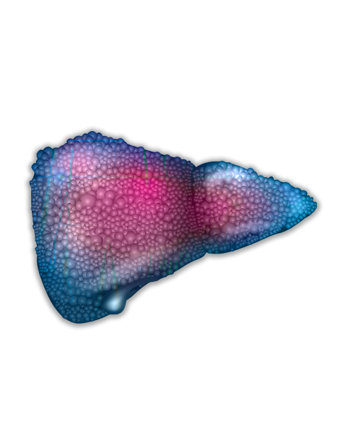Liver Disease Models