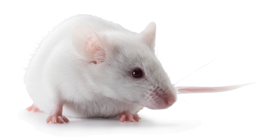 ICR (CD-1®) outbred mice: Hsd:ICR (CD-1)