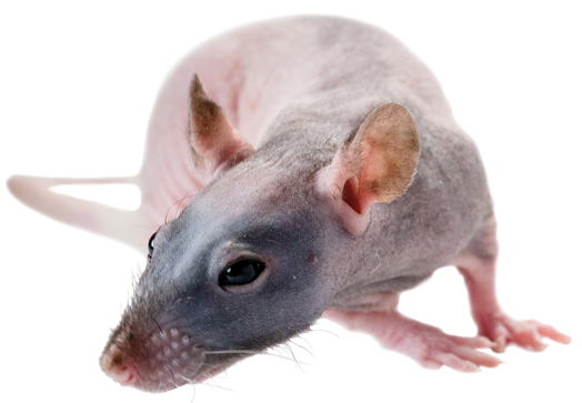  lsm nude ls-020 GLOSSMEN NM202 秘蔵映像！！現役ライフセーバー競パンもっこり ノンケ現役体育会ラガーマンが男にイカされる！！  現役ラガーマン！！合宿で男フェラ初体験 – Javboys.com