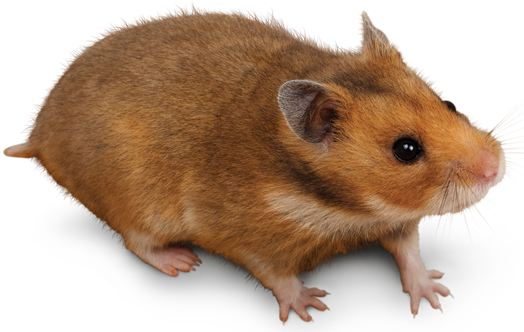 Golden syrian hamsters hsdhan aura